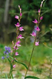 Attēlu rezultāti vaicājumam “Cephalanthera rubra bud”