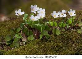 Attēlu rezultāti vaicājumam “Oxalis acetosella”