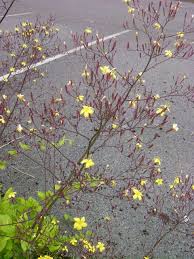 Attēlu rezultāti vaicājumam “Mycelis muralis”