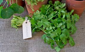 Image result for Koriander