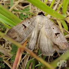 Attēlu rezultāti vaicājumam “Eriopygodes imbecilla”