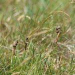 Attēlu rezultāti vaicājumam “Juncus squarrosus fruit”