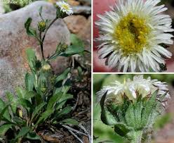 Attēlu rezultāti vaicājumam “Erigeron acris flower”