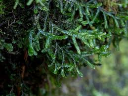 Attēlu rezultāti vaicājumam “Porella platyphylla”