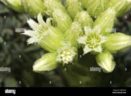 Attēlu rezultāti vaicājumam “Jovibarba globifera flower”