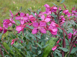 Attēlu rezultāti vaicājumam “Epilobium montanum flower”
