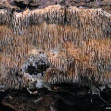 Attēlu rezultāti vaicājumam “Hydnocristella himantia”