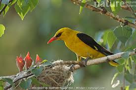 Attēlu rezultāti vaicājumam “Oriolus oriolus male”