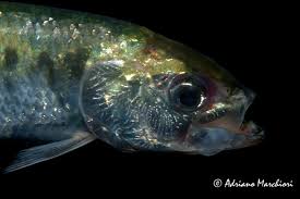 Image result for Alosa fallax