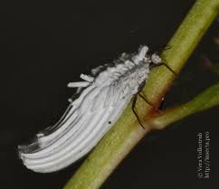 Attēlu rezultāti vaicājumam “Orthezia urticae”