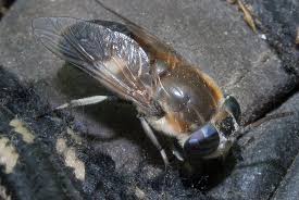 Attēlu rezultāti vaicājumam “Heptatoma pellucens”