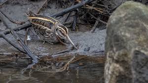 Image result for Lymnocryptes minimus