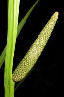 Attēlu rezultāti vaicājumam “Acoraceae”