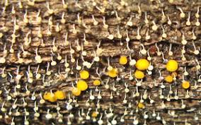 Attēlu rezultāti vaicājumam “Octospora splachnophila spores”