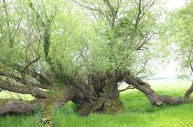 Attēlu rezultāti vaicājumam “Salix alba var. alba”