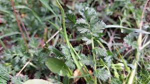 Attēlu rezultāti vaicājumam “Erodium cicutarium leaf”