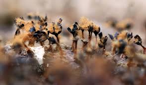 Attēlu rezultāti vaicājumam “Metatrichia floriformis”