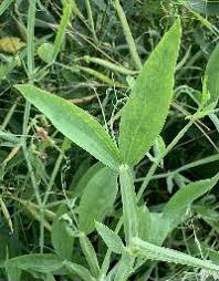Attēlu rezultāti vaicājumam “Lathyrus latifolius leaf”