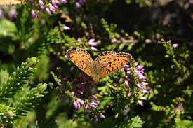 Attēlu rezultāti vaicājumam “Brenthis ino upperside”