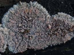 Attēlu rezultāti vaicājumam “Phlebia serialis”