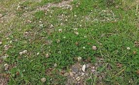 Attēlu rezultāti vaicājumam “Trifolium hybridum flower”