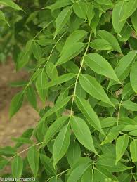 Attēlu rezultāti vaicājumam “Phellodendron amurense leaf”