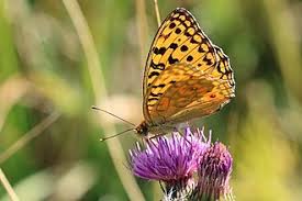 Attēlu rezultāti vaicājumam “Argynnis adippe female”