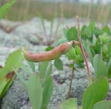 Attēlu rezultāti vaicājumam “Lathyrus japonicus subsp. maritimus”