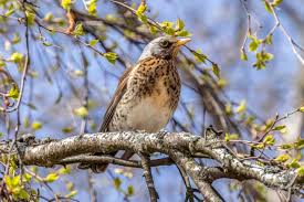 Attēlu rezultāti vaicājumam “Turdus pilaris adult”