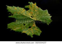 Attēlu rezultāti vaicājumam “Pucciniales”