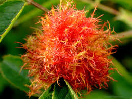 Attēlu rezultāti vaicājumam “Diplolepis rosae”