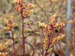 Attēlu rezultāti vaicājumam “Myrica gale fruit”