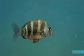 Image result for Diplodus