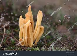 Attēlu rezultāti vaicājumam “Clavaria argillacea”