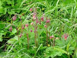 Attēlu rezultāti vaicājumam “Geum rivale fruit”