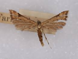 Attēlu rezultāti vaicājumam “Platyptilia sp.”