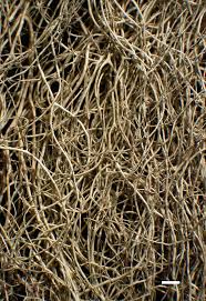 Attēlu rezultāti vaicājumam “Bryoria capillaris”