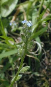 Attēlu rezultāti vaicājumam “Myosotis stricta”