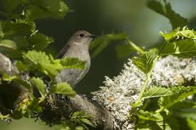 Image result for Ficedula albicollis