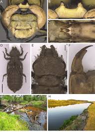 Attēlu rezultāti vaicājumam “Ophiogomphus cecilia”