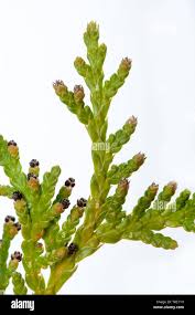 Attēlu rezultāti vaicājumam “Thuja occidentalis flower”