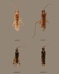 Attēlu rezultāti vaicājumam “Dicyphus sp.”