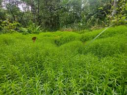 Attēlu rezultāti vaicājumam “Polytrichum formosum”