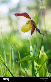 Attēlu rezultāti vaicājumam “Cypripedium calceolus”