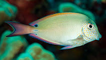 Image result for Acanthurus blochii