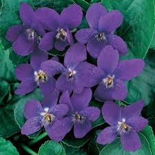 Attēlu rezultāti vaicājumam “Viola odorata flower”