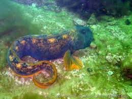 Image result for Zoarces americanus