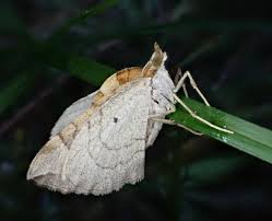 Attēlu rezultāti vaicājumam “Eulithis testata”