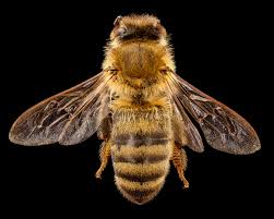 Attēlu rezultāti vaicājumam “Apis mellifera”