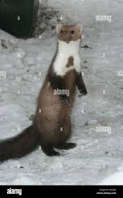 Attēlu rezultāti vaicājumam “Martes foina”